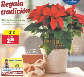 Lidl Flor de pascua oferta