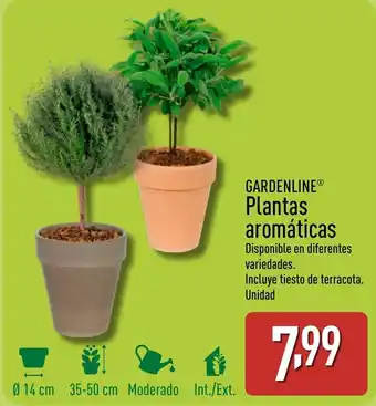 ALDI GARDENLINE® Plantas aromáticas oferta