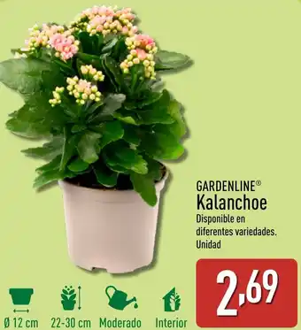 ALDI GARDENLINE® Kalanchoe oferta