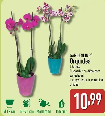 ALDI GARDENLINE® Orquídea oferta