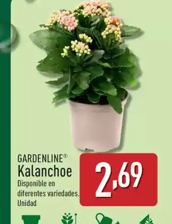 ALDI GARDENLINE Kalanchoe oferta