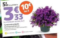 Jardiland Campanula ambella oferta