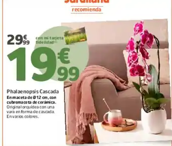 Jardiland Phalaenopsis Cascada oferta