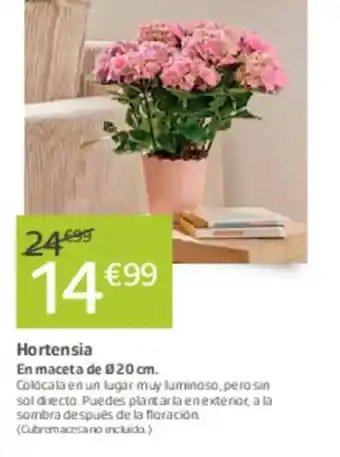 Jardiland Hortensia oferta