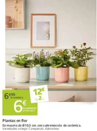 Jardiland Plantas en flor oferta