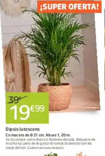 Jardiland Dipsis lutescens oferta