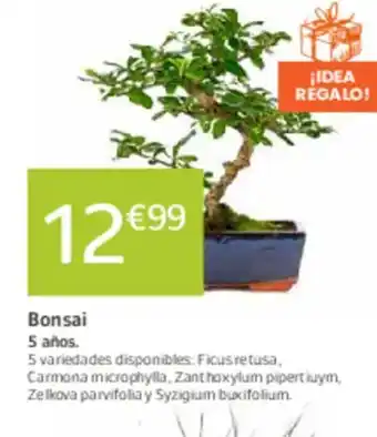 Jardiland Bonsai oferta