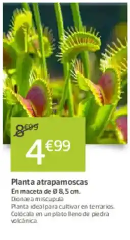 Jardiland Planta atrapamoscas oferta