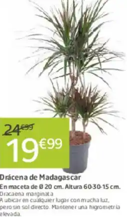 Jardiland Dracena de Madagascar oferta