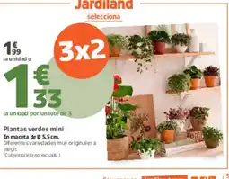 Jardiland Plantas verdes mini oferta