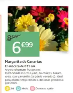 Jardiland Margarita de Canarias oferta