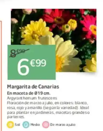 Jardiland Margarita de Canarias oferta