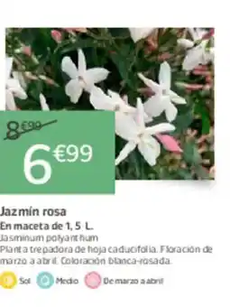 Jardiland Jazmín rosa oferta