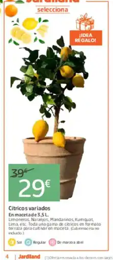 Jardiland Cítricos variados oferta