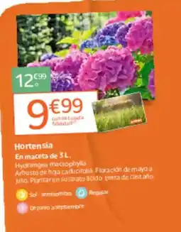 Jardiland Hortensia oferta