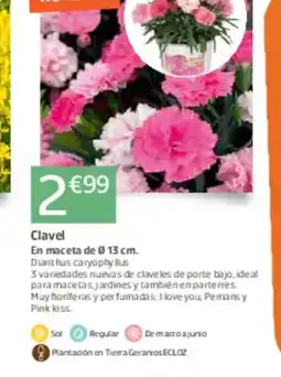 Jardiland Clavel oferta