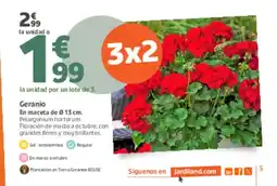 Jardiland Geranio oferta