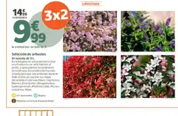 Jardiland Selección de arbustos oferta