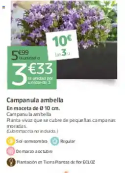 Jardiland Campanula ambella oferta