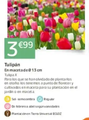 Jardiland Tulipán oferta