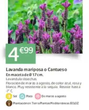 Jardiland Lavanda mariposa o Cantueso oferta