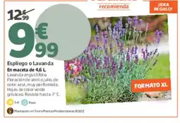 Jardiland Espliego o Lavanda oferta