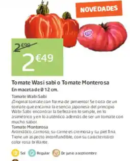 Jardiland Tomate Wasi sabi o Tomate Montero oferta