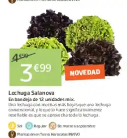 Jardiland Lechuga Salanova oferta