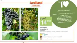 Jardiland Uva de mesa oferta