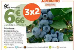 Jardiland Arándanos oferta