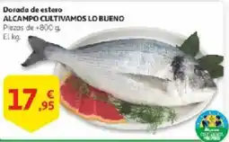 Alcampo Dorada de estero alcampo cultivamos lo bueno oferta