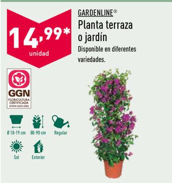 ALDI Gardenline Planta terraza o jardín oferta
