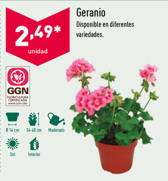 ALDI Geranio oferta