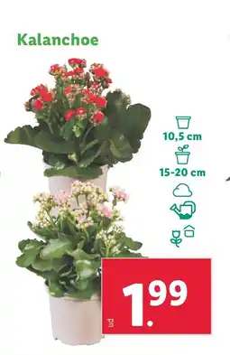 Lidl Kalanchoe oferta