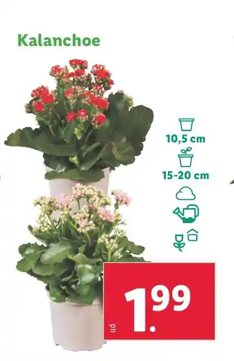 Lidl Kalanchoe oferta