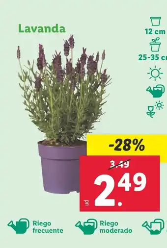 Lidl Lavanda oferta