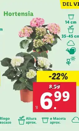 Lidl Hortensia oferta