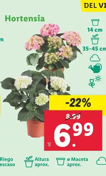 Lidl Hortensia oferta