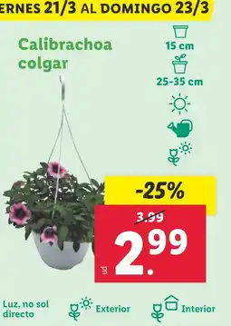Lidl Calibrachoa colgar oferta