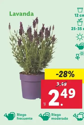 Lidl Lavanda oferta