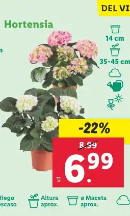 Lidl Hortensia oferta