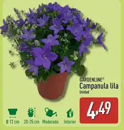 ALDI GARDENLINE Campanula lila oferta