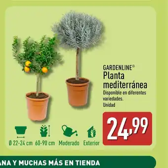 ALDI GARDENLINE Planta mediterránea oferta