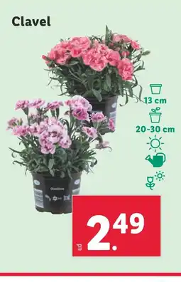 Lidl Clavel oferta