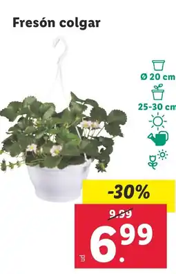 Lidl Fresón colgar oferta