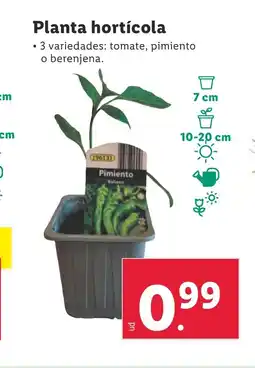 Lidl Planta hortícola oferta