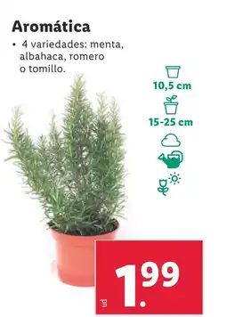 Lidl Aromática oferta