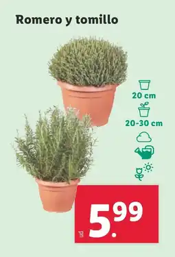 Lidl Romero y tomillo oferta