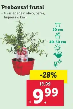 Lidl Prebonsai frutal oferta