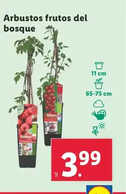 Lidl Arbustos frutos del bosque oferta